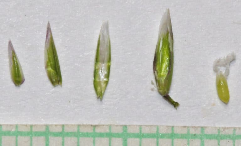 Puccinellia (Puccinellia)