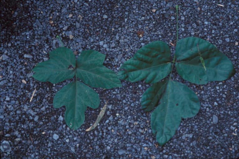 Pueraria (Pueraria)