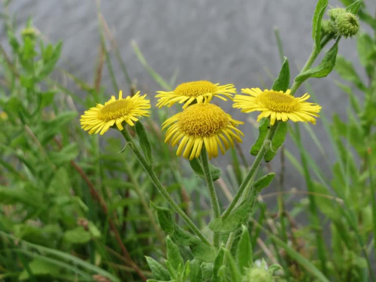 Pulicaires (Pulicaria)
