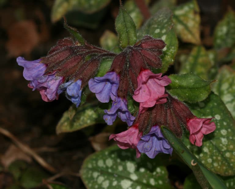Pulmonaire (Pulmonaria)