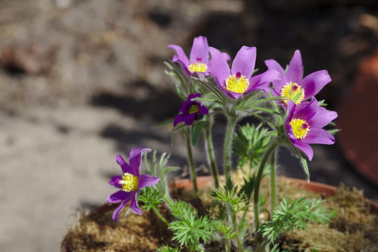 Anémone pulsatille (Pulsatilla)
