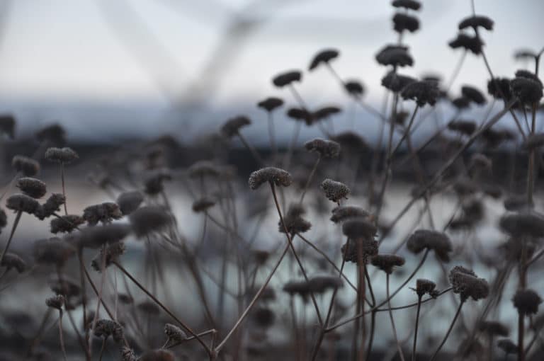 Pycnanthemum (Pycnanthemum)