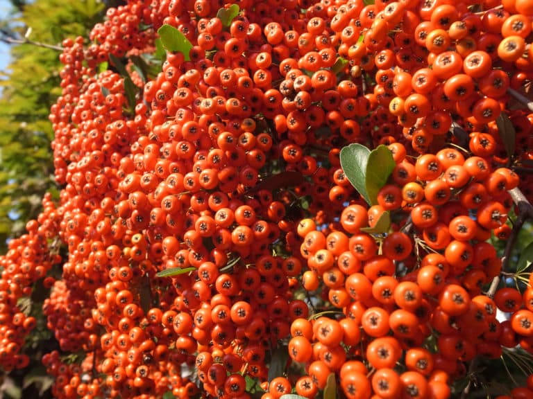 Buisson ardent (Pyracantha)