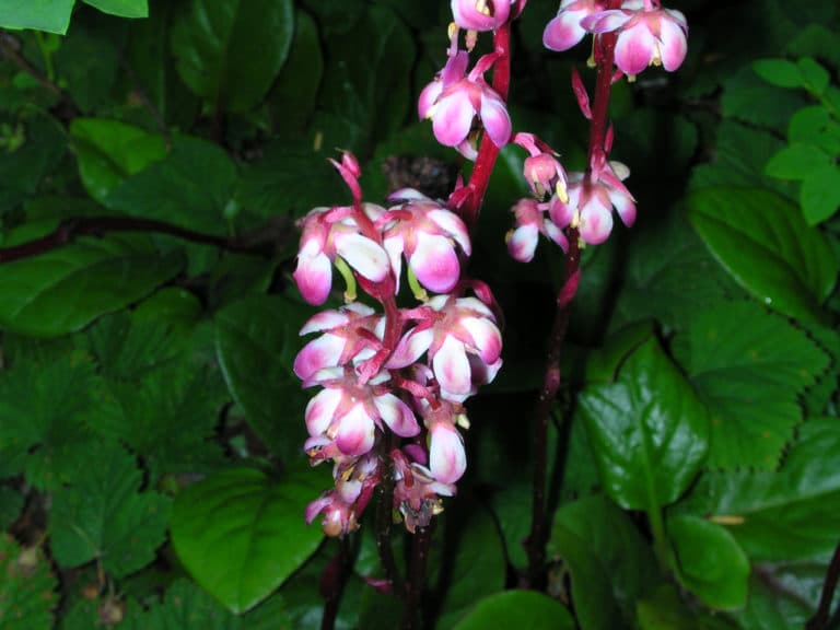 Pyrola (Pyrola)