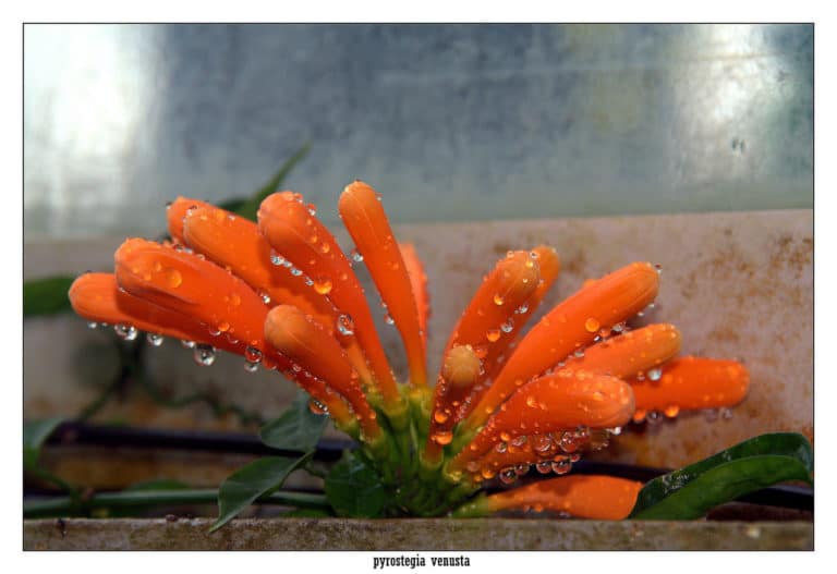 Pyrostegia (Pyrostegia)