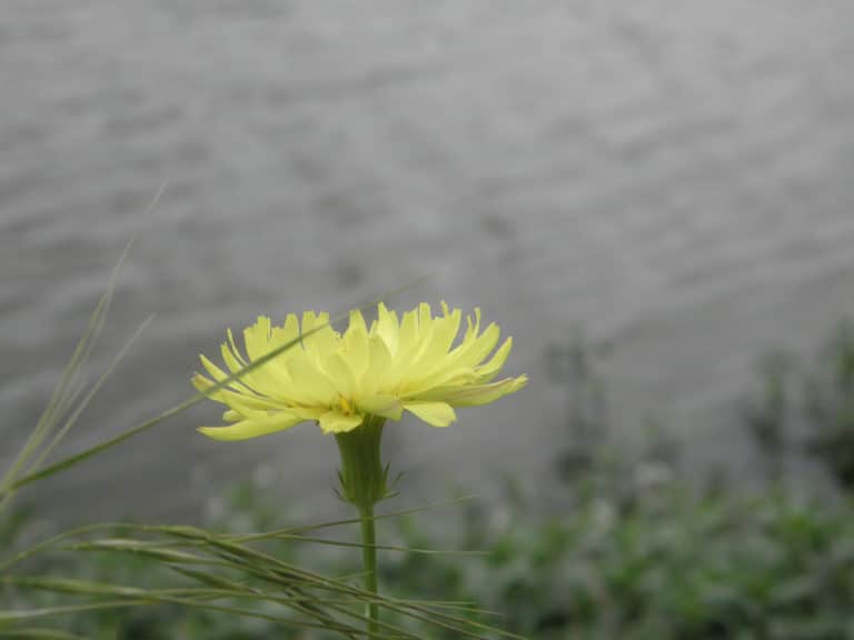 Pyrrhopappus (Pyrrhopappus)