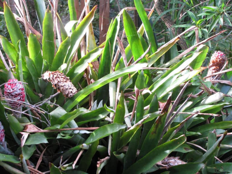 Quesnelia (Quesnelia)