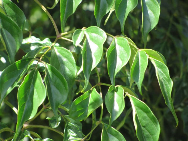 Radermachera (Radermachera)