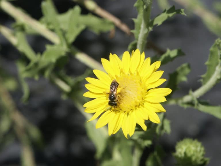 Rayjacksonia (Rayjacksonia)