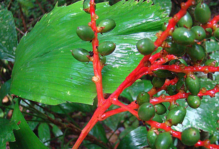 Reinhardtia (Reinhardtia)