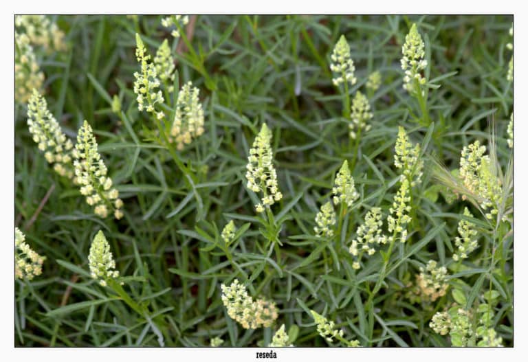 Réséda (Reseda)