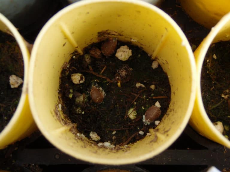 Nerprun (Rhamnus)