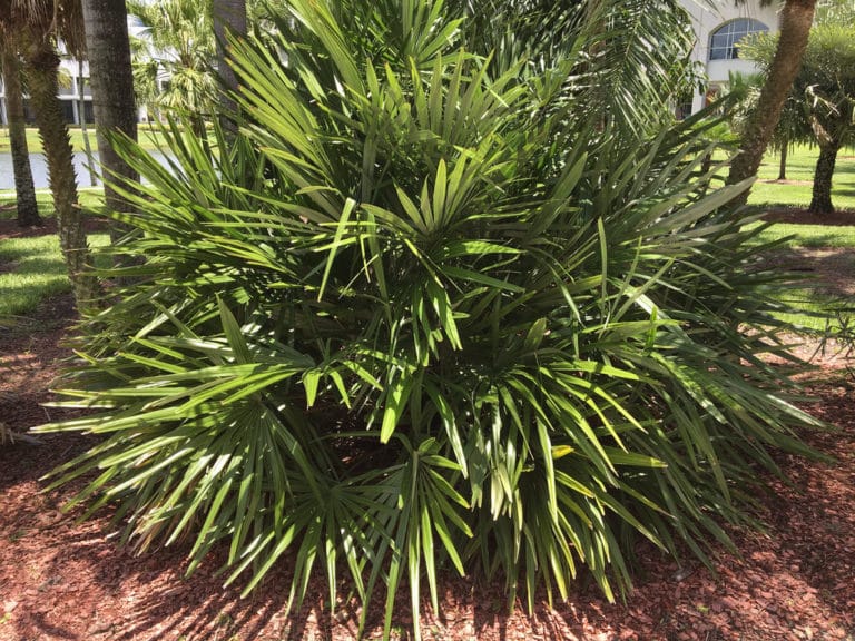 Rhapidophyllum (Rhapidophyllum)