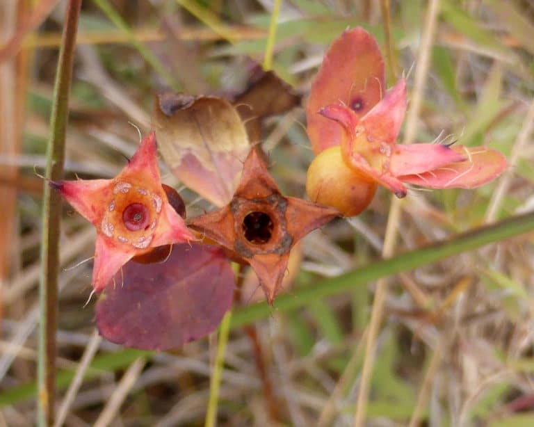 Rhexia (Rhexia)
