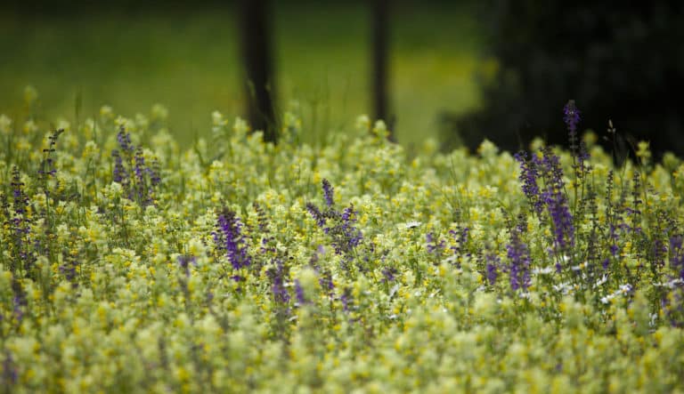 Rhinanthus (Rhinanthus)