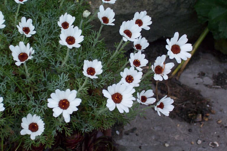 Rhodanthemum (Rhodanthemum)