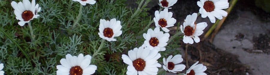 Rhodanthemum