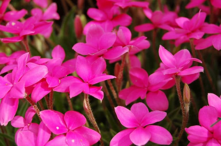 Rhodohypoxis (Rhodohypoxis)