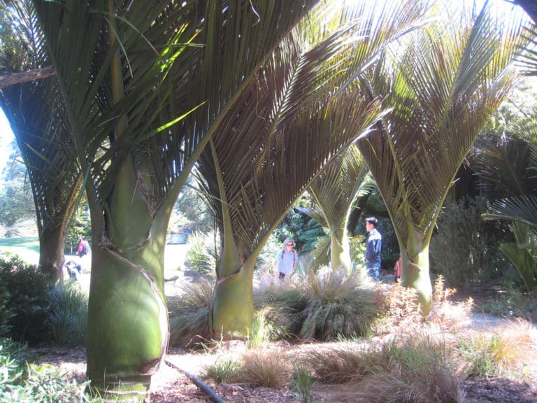 Rhopalostylis (Rhopalostylis)