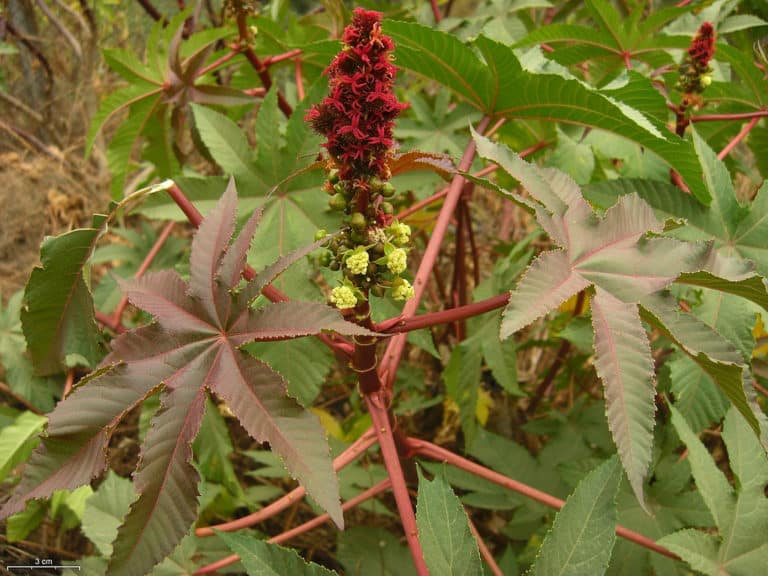 Ricinus (Ricinus)