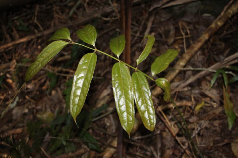Ripogonum (Ripogonum)