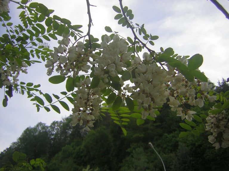 Robinier (Robinia)