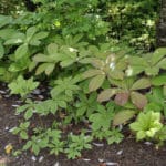 Rodgersia