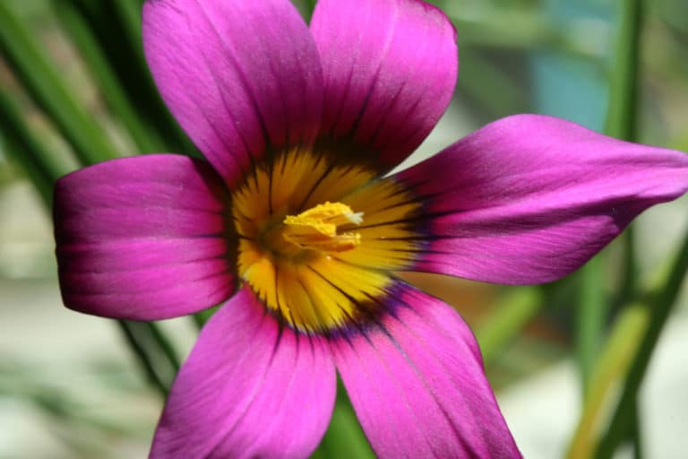 Romulea (Romulea)