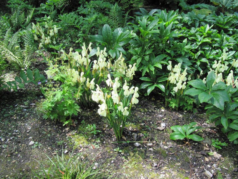 Roscoea (Roscoea)