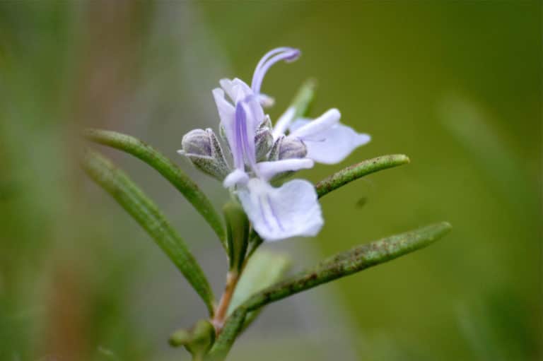 Romarin (Rosmarinus)