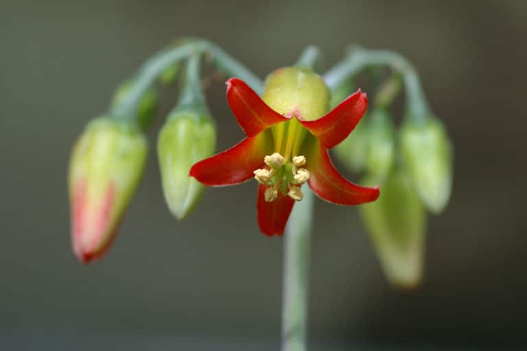 Rosularia (Rosularia)