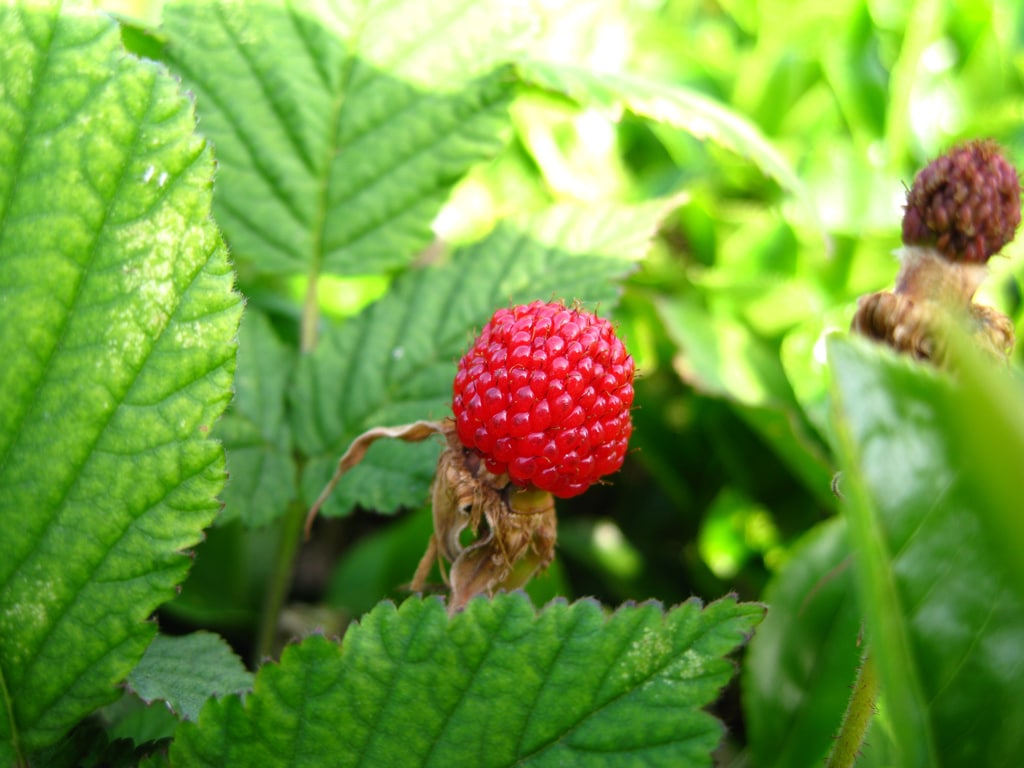 Ronce (Rubus)