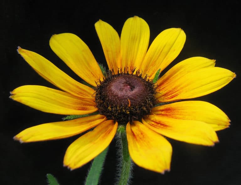 Rudbeckie (Rudbeckia)