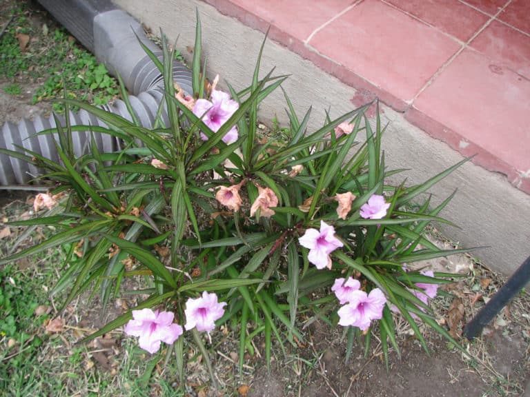 Ruellie (Ruellia)