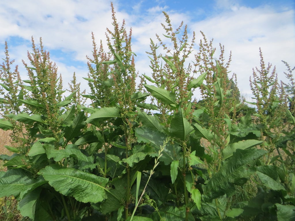 Oseille (Rumex)