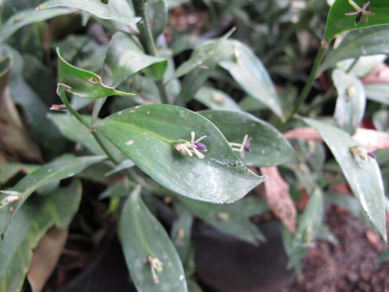 Fragon (Ruscus)