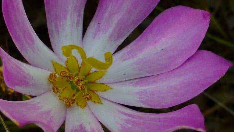 Sabatia (Sabatia)
