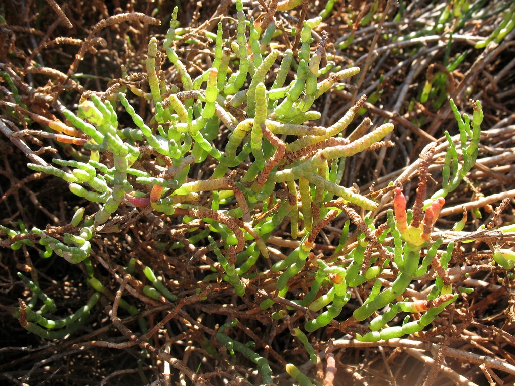 Salicorne (Salicornia)