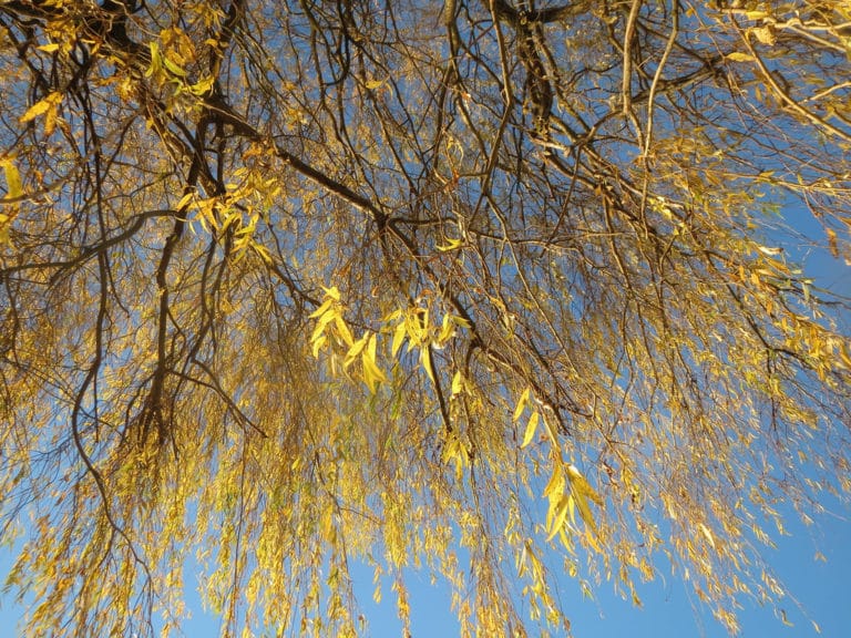 Saule (Salix)