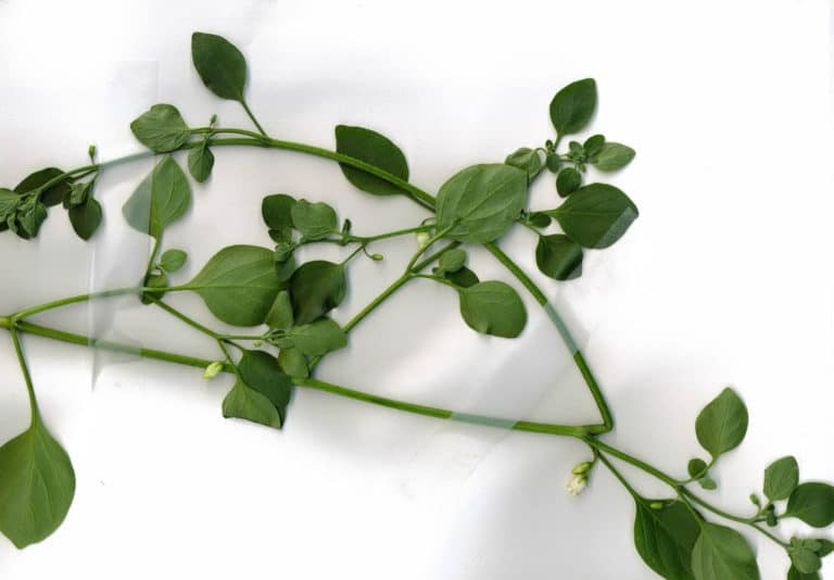 Salpichroa (Salpichroa)