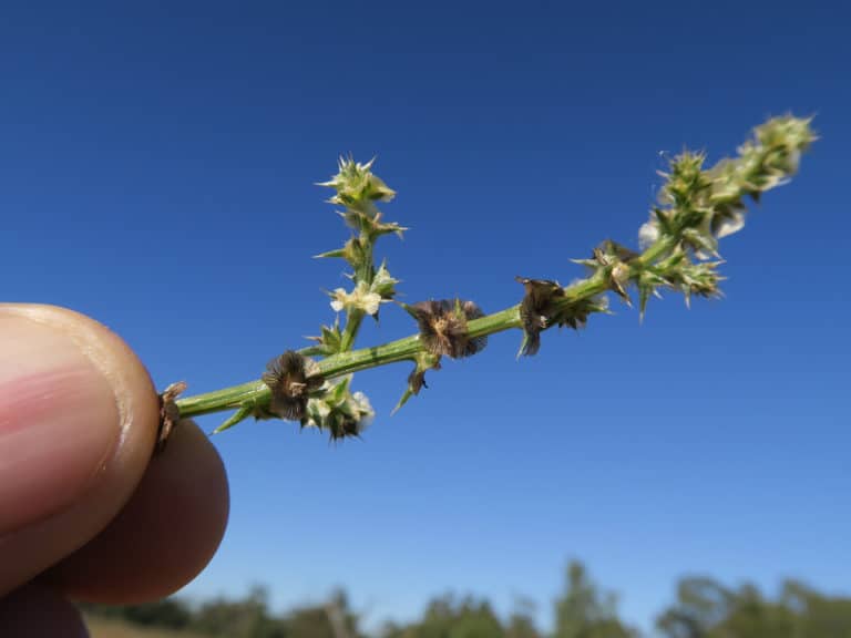 Salsola (Salsola)