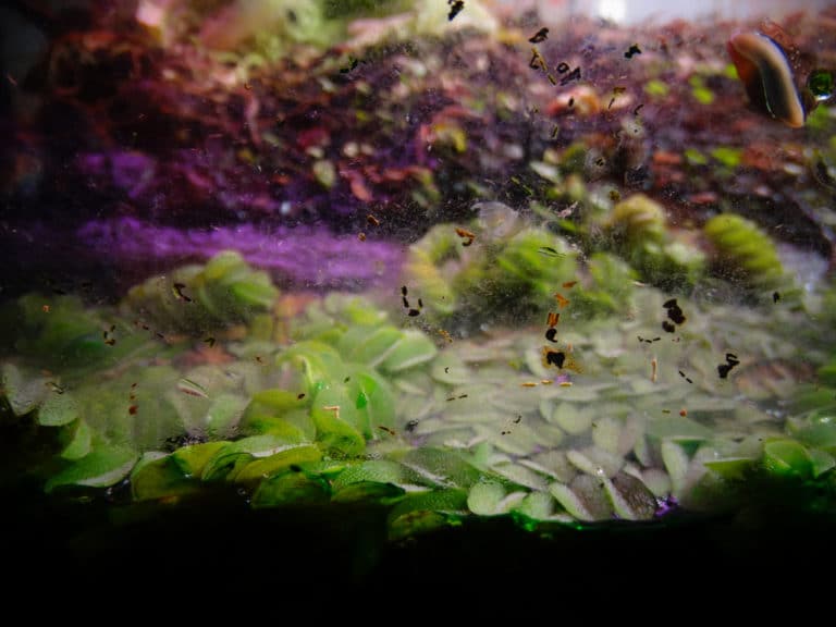 Salvinia (Salvinia)