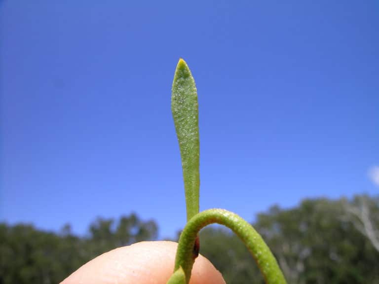 Samolus (Samolus)