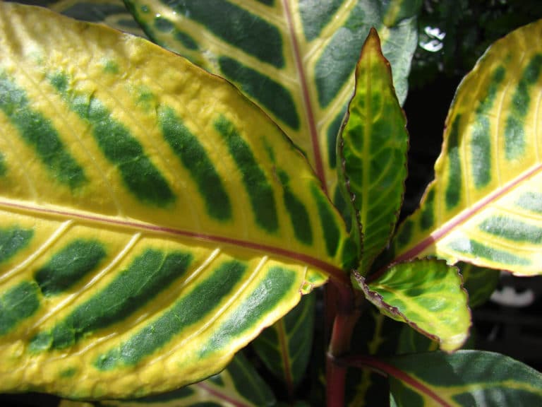 Sanchezia (Sanchezia)
