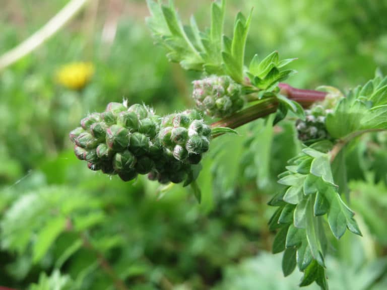 Sanguisorba (Sanguisorba)