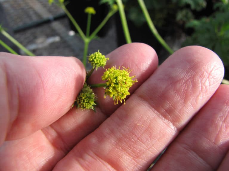 Sanicula (Sanicula)