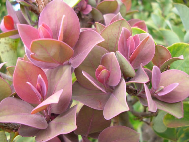 Santalum (Santalum)