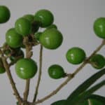 Sapindus