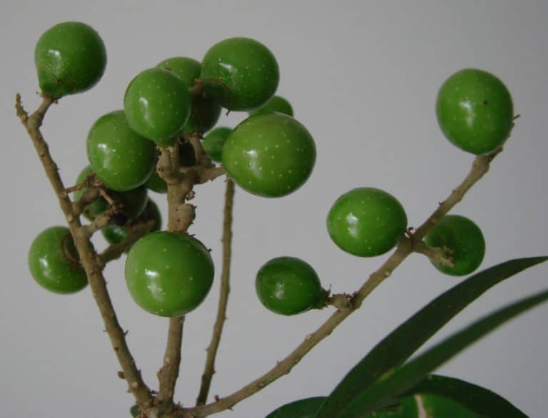 Sapindus (Sapindus)