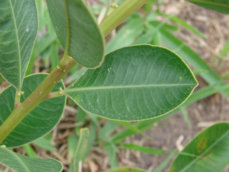 Sapium (Sapium)